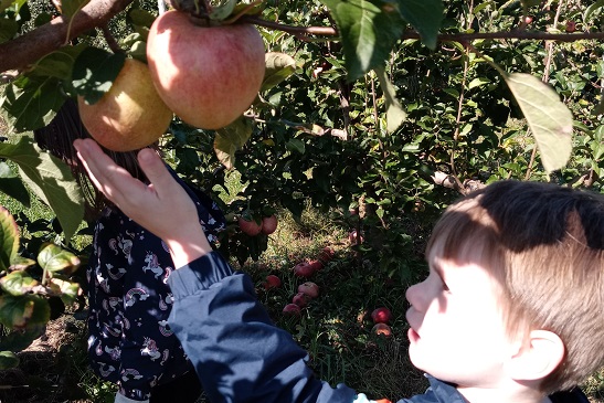 A young boy picks apples from Tanners Orchard, an Apple Picking Farm for Aurora IL residents