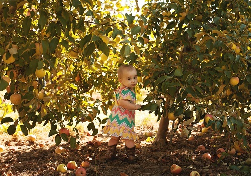 Apple Orchard Peru IL
