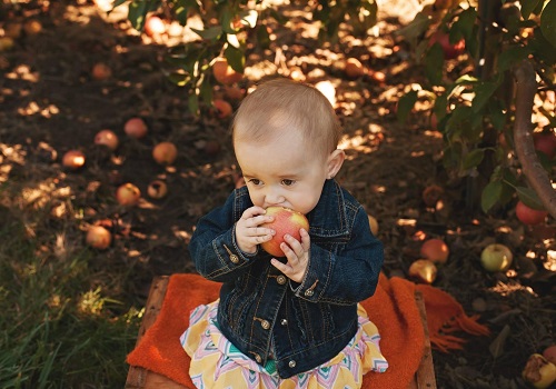 Apple Picking Farm Champaign IL