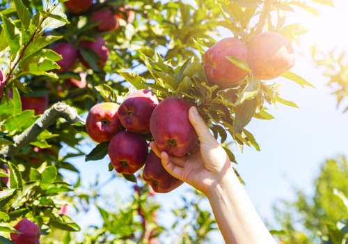 Apple Picking Ottawa IL