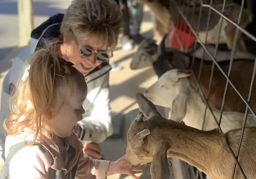 A grandmother and toddler pet goats at Tanners Orchard, which offers fun Family Day Trips for LaSalle IL families
