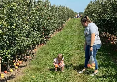 A woman and her daughter pick up Apples at Tanners Orchard. If you're asking "How Long is Apple Picking Season in Illinois," contact Tanners Orchard for details.