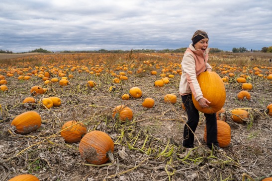 A girl grins while carries a massive pumpkin from the pumpkin patch at Tanners Orchard, which offers Fall Activities near Ottawa IL