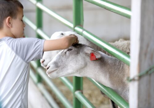 Children petting goals while on Family Day Trips outside Davenport IA to Tanners Orchard