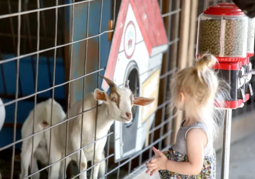 A little girl petting goats and enjoying Family Day Trips outside Rock Island IL while at Tanners Orchard