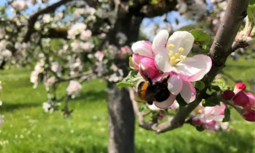 Bees and Apple Trees