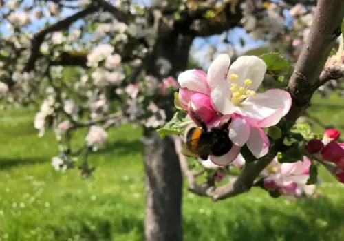 Bees and Apple Trees