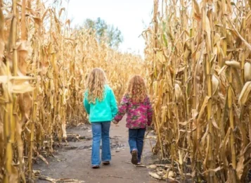 CORN MAZE