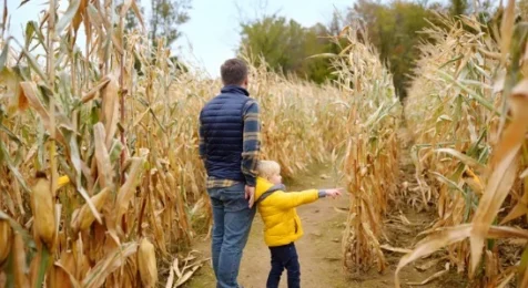 CORN MAZE