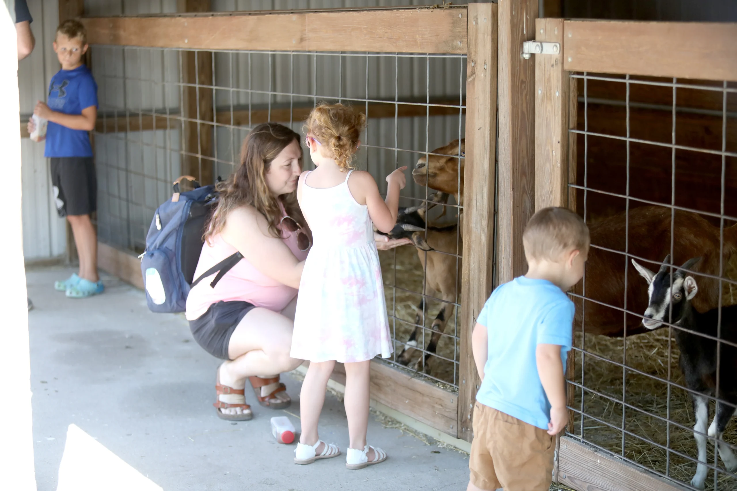 Goat on the ramp to the Billy Goat Bridge at Tanners Orchard