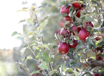 APPLE PICKING