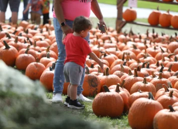 PUMPKIN PATCH