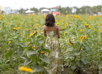 SUNFLOWER FIELD