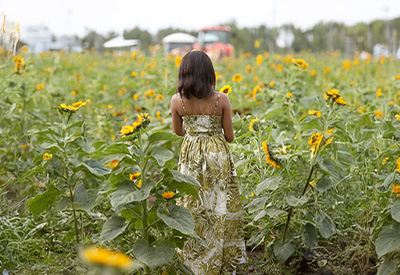 Sunflower Field 