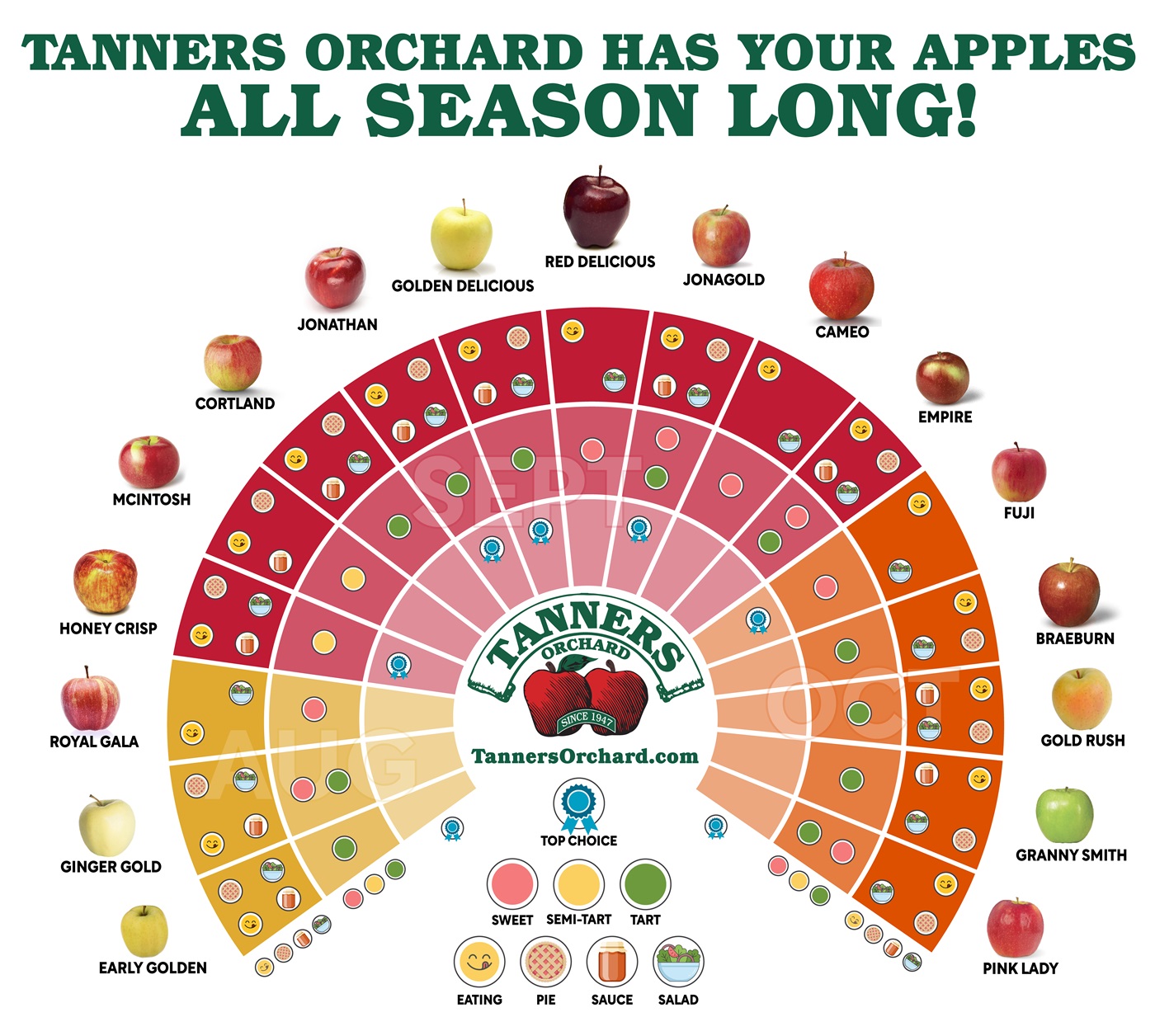 An infographic that shares the different seasons types, tastes, and uses of the apples you can find at Tanners Orchard.