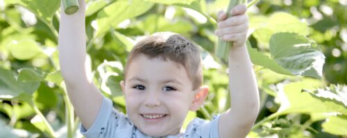 A young boy holding up sunflowers he picked at Tanners Orchard’s sunflower field