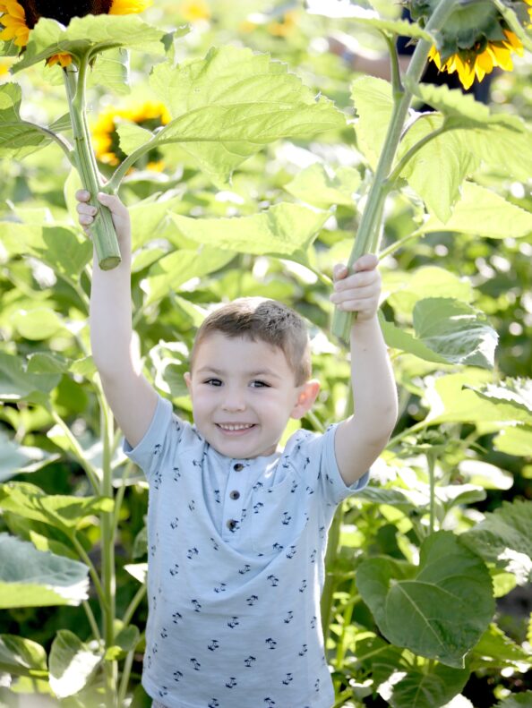A young boy holding up sunflowers he picked at Tanners Orchard’s sunflower field