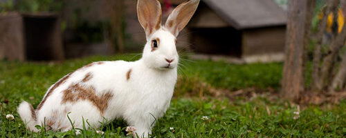 Rabbits  