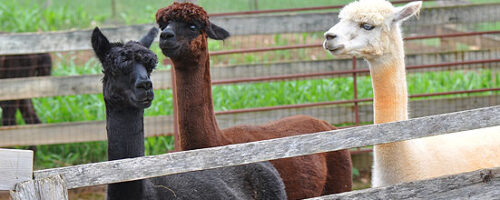 Llamas  