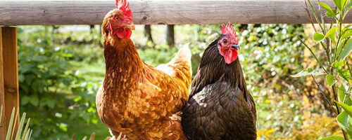 Chickens  