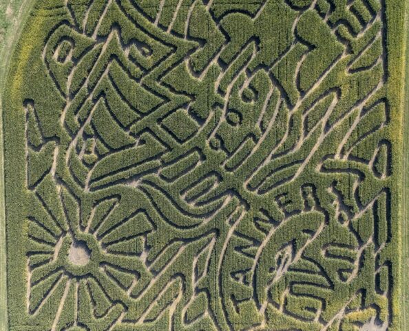 An aerial shot of the custom corn maze at Tanners Orchard