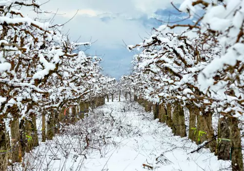 Apple Farming is an All-Year Event