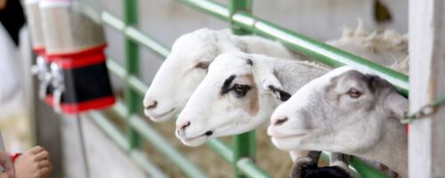 Goats  