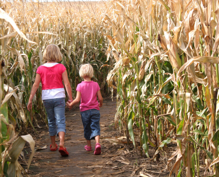 Two little girls holding hands and walking through the corn maze at Tanners Orchard
