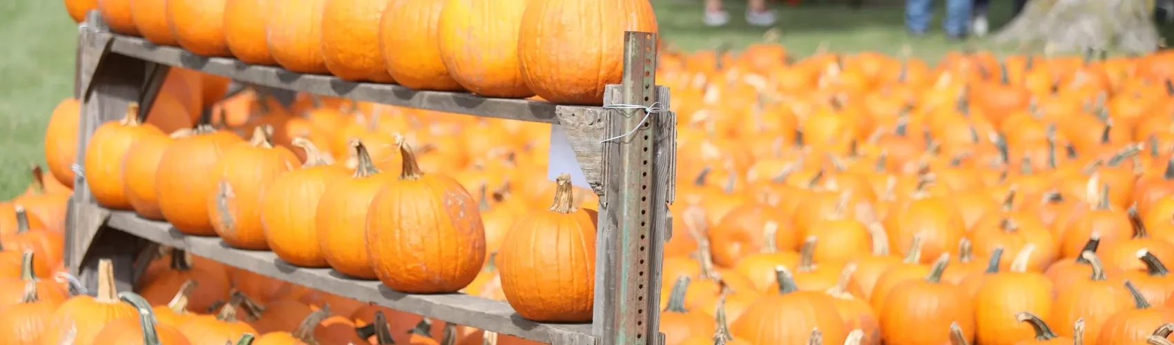 A bunch of pumpkins for sale at Tanners Orchard