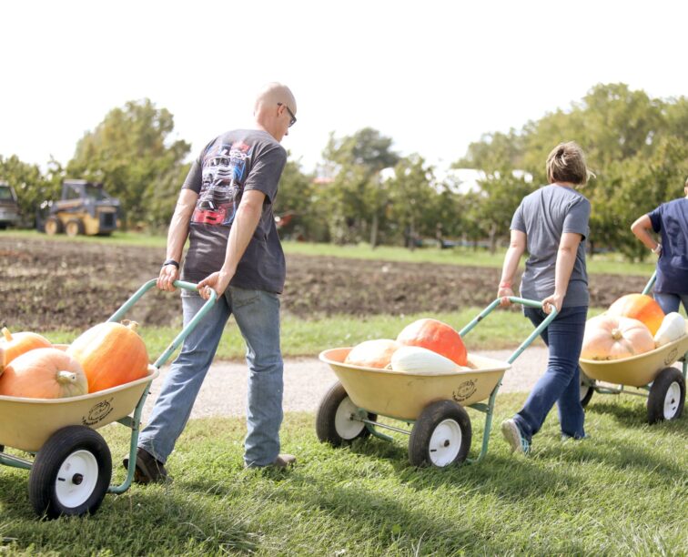 A group of people using wheelbarrows to carry their pumpkins back to their car.