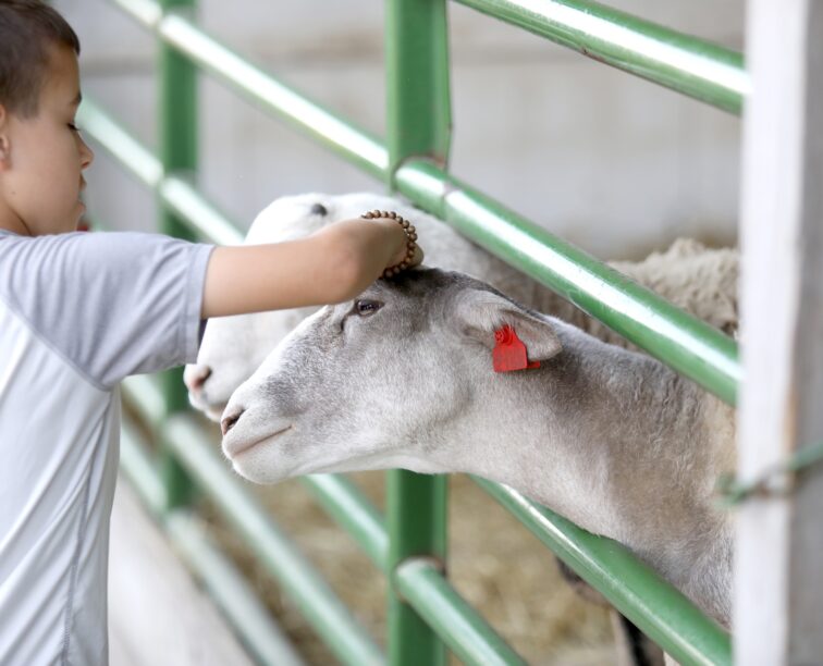 A child petting a goat at Tanners Orchard