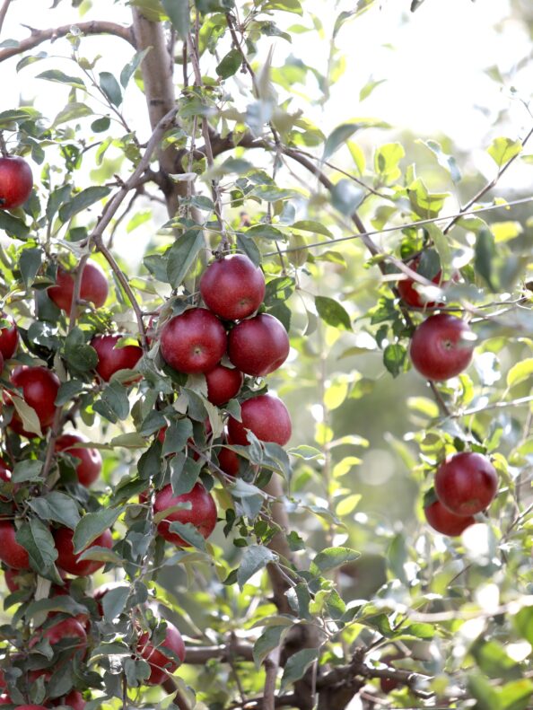 A tree with apples growing on it in Tanners Orchard
