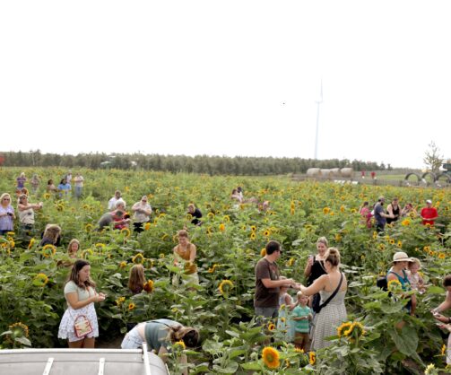 Families taking pictures in the Sunflower Field during a seasonal event at Tanners Orchard