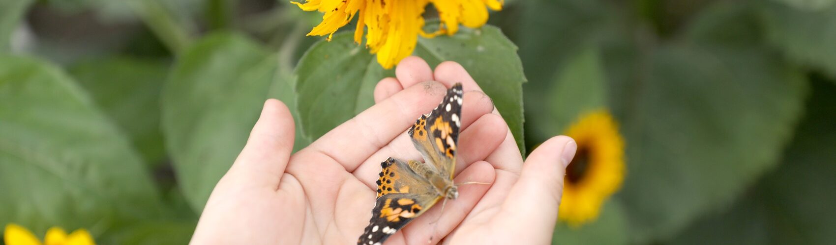 A child holding a butterfly in her hands during the butterfly release in the Sunflower Field at Tanners Orchard